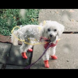 Dog rain coat